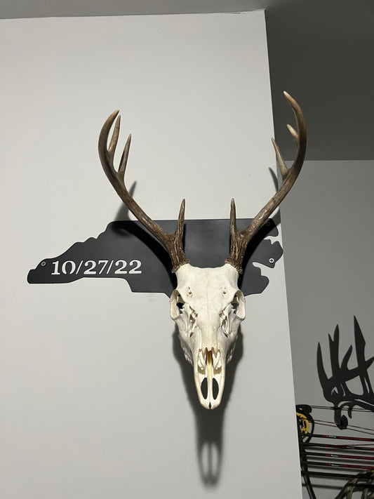 Custom European Deer Skull Mount